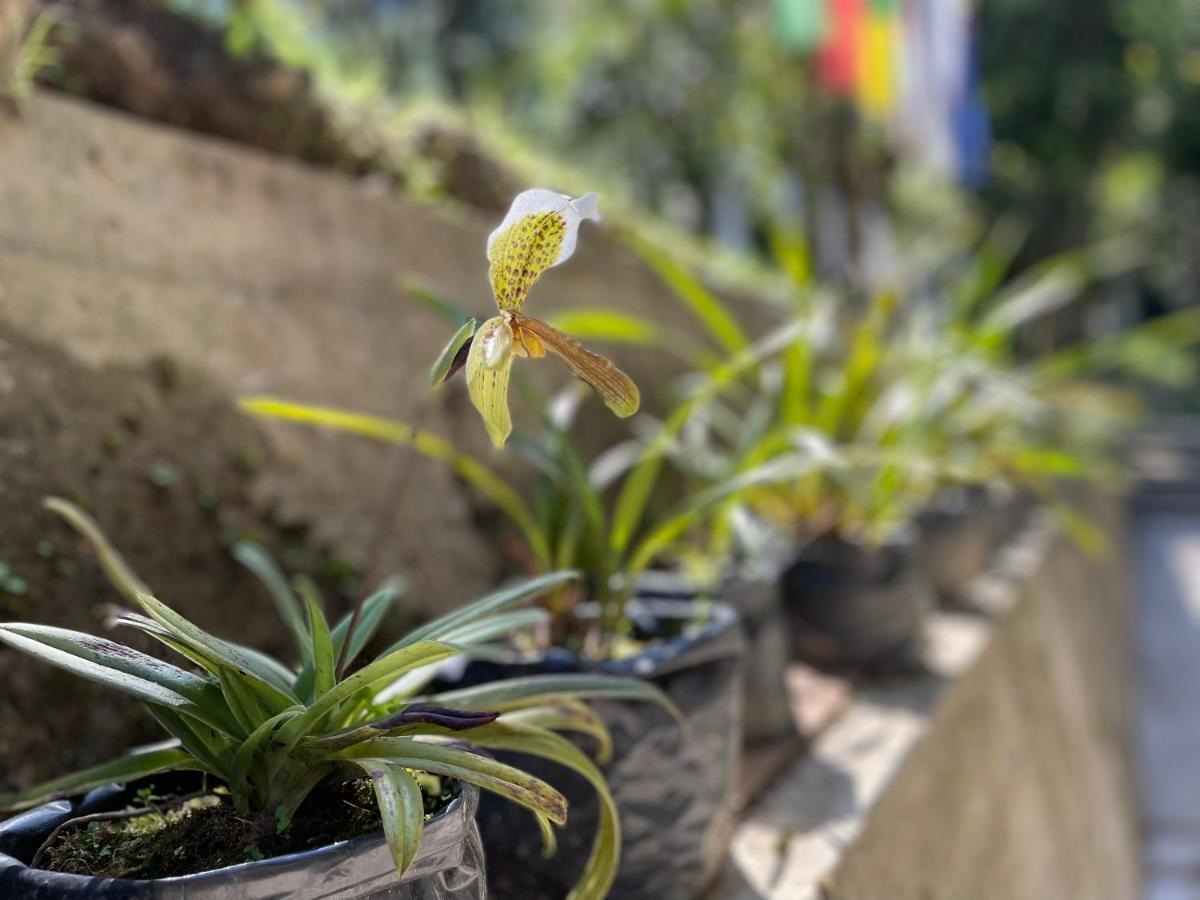 Khimsha Homestay Pelling Bagian luar foto